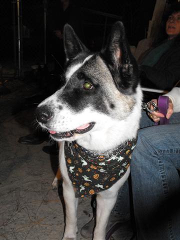 Halloween Akita