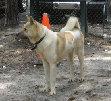 emerson_kennels001003.jpg