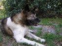 emerson_kennels001004.jpg